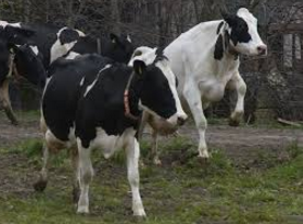 darncing cows